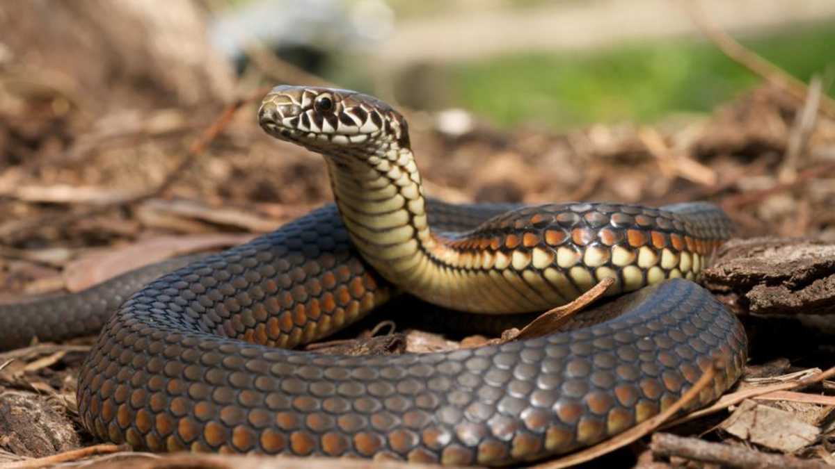 snake